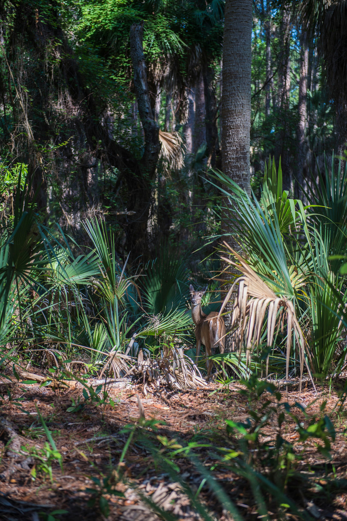 Hunting Island State Park mangrove swamp